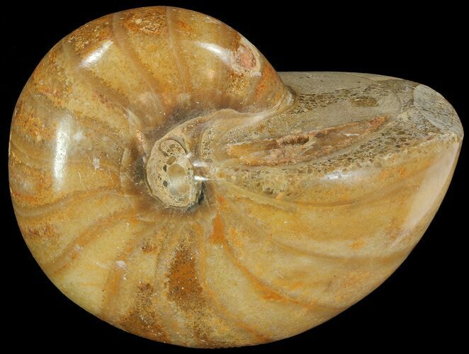 Polished Nautilus Fossil - Madagascar #67911